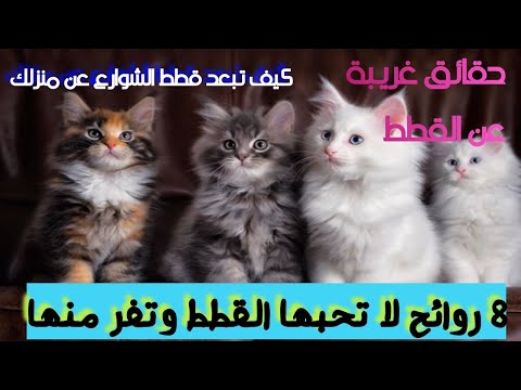 الغازي تسع صياد السمك كيفية ابعاد قطط الشوارع عن منزلك وماهي الروائح التي تكرهها القطط /What smells do cats hate - YouTube الغازي تسع صياد السمك كيفية ابعاد قطط الشوارع عن منزلك وماهي الروائح التي تكرهها القطط /What smells do cats hate - YouTube
