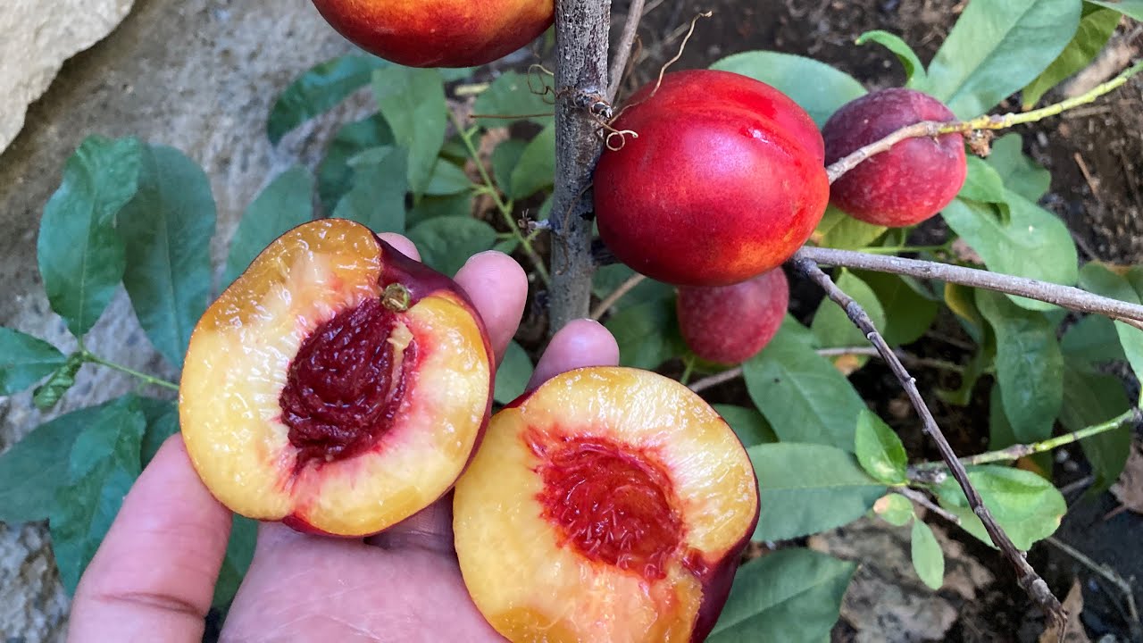 Grow Nectarine From Seed to Fruit 3 Years YouTube