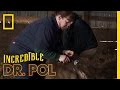 Cow Gas | The Incredible Dr. Pol