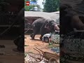 Rozzuřený slon v indickém státě Kérala se během chrámové akce utrhl a způsobil chaos.