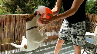 Dog (Jack Russell) water balloon in slow motion by MilaJRT 30,978 views 3 years ago 33 seconds
