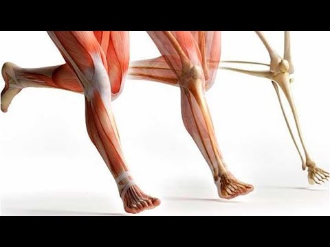 Vídeo: Diferencia Entre Tendón Y Ligamento