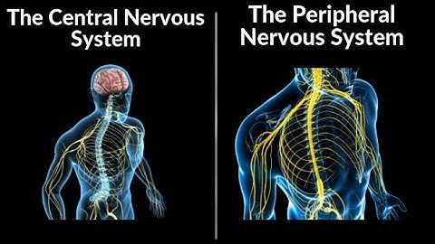 Central and Peripheral Nervous System