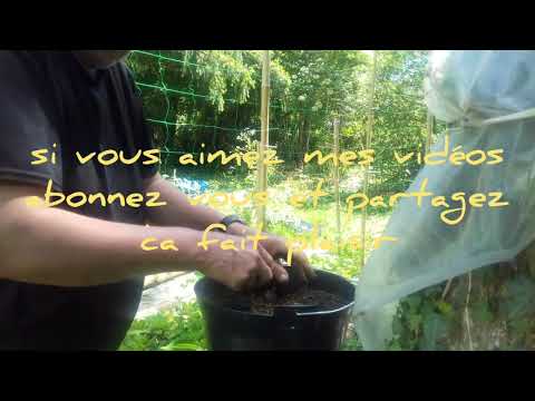 Vidéo: Jardin De Yucca (43 Photos) : Plantation. Comment Prendre Soin Des Filamenteux ? Reproduction Et Transplantation De Plantes De Rue, Variétés Et Maladies