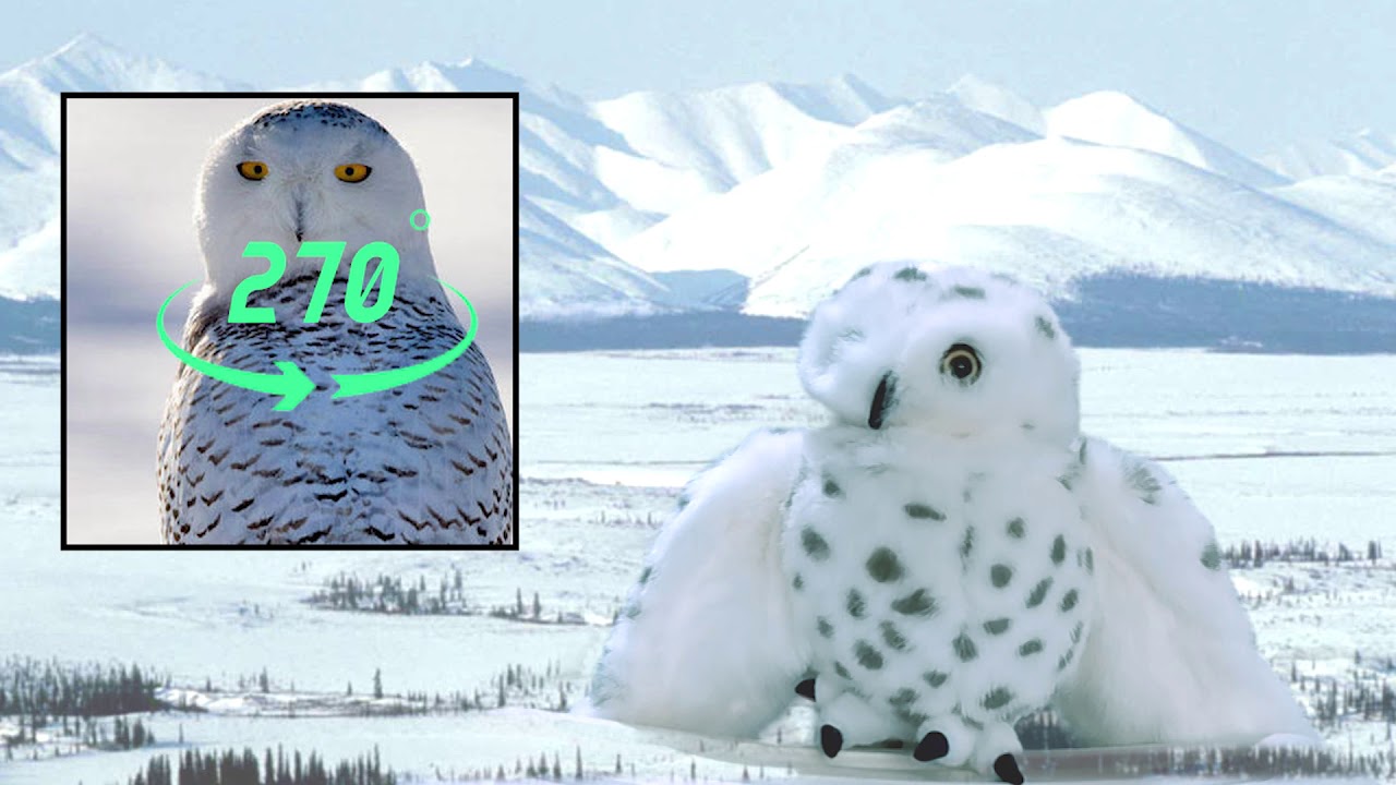 Structural And Behavioral Adaptations Of Snowy Owl YouTube Structural And Behavioral Adaptations Of Snowy Owl YouTube