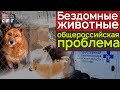 Бездомные животные в городах: общероссийская проблема | IT #22