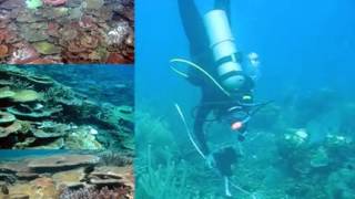 Can Underwater Parks Protect Coral?