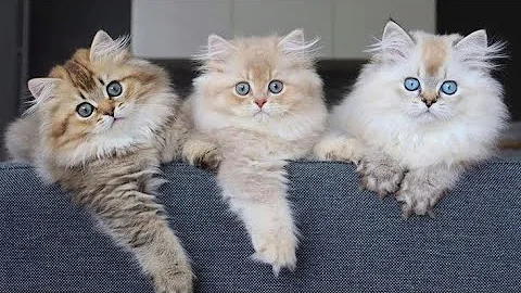 Video 11322811: persian cat kitten love