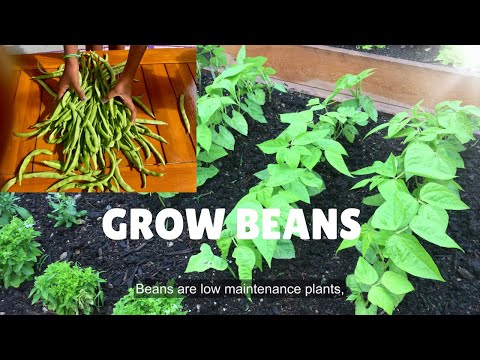The Easiest Vegetable To Grow Beans In 7 Days