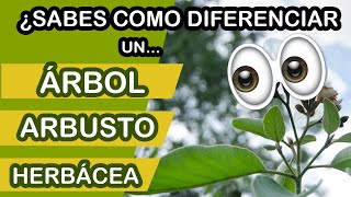 Como diferenciar entre un árbol, un arbusto y una herbácea