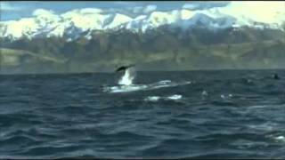 Dolphins Full Video