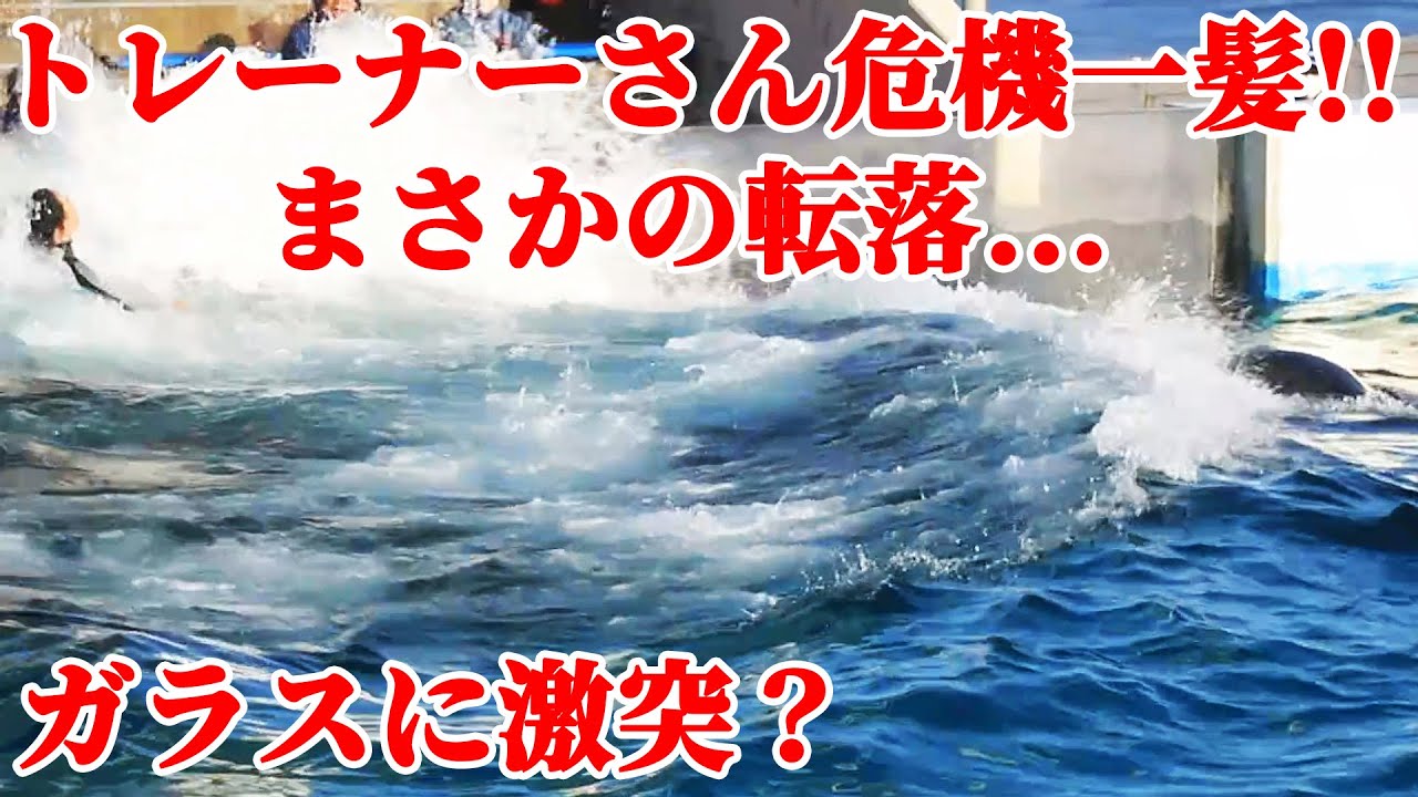 【アクシデント】トレーナーさんバランス崩してシャチから「転落」危機一髪!! 鴨川シーワールド シャチショー KamogawaSeaWorld  orca killerwhale