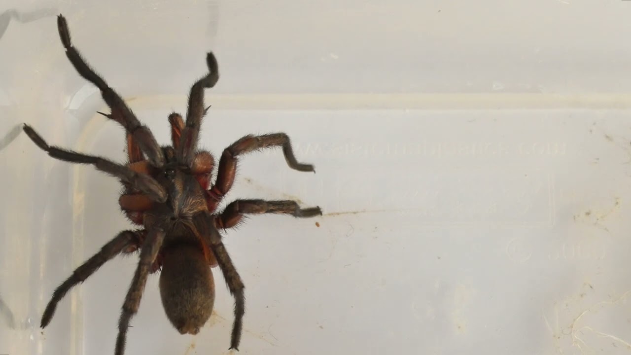 Male Wishbone Spider