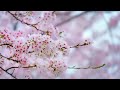 Beautiful Relaxing Music Stop Overthinking, Stress Relief Music, Sleep Music, Calming Music