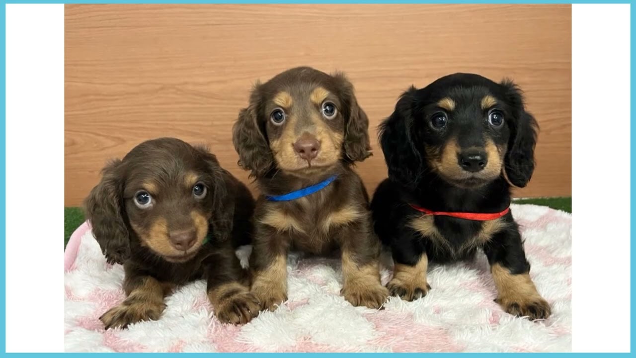 750193 M・ダックスフンド - YouTube