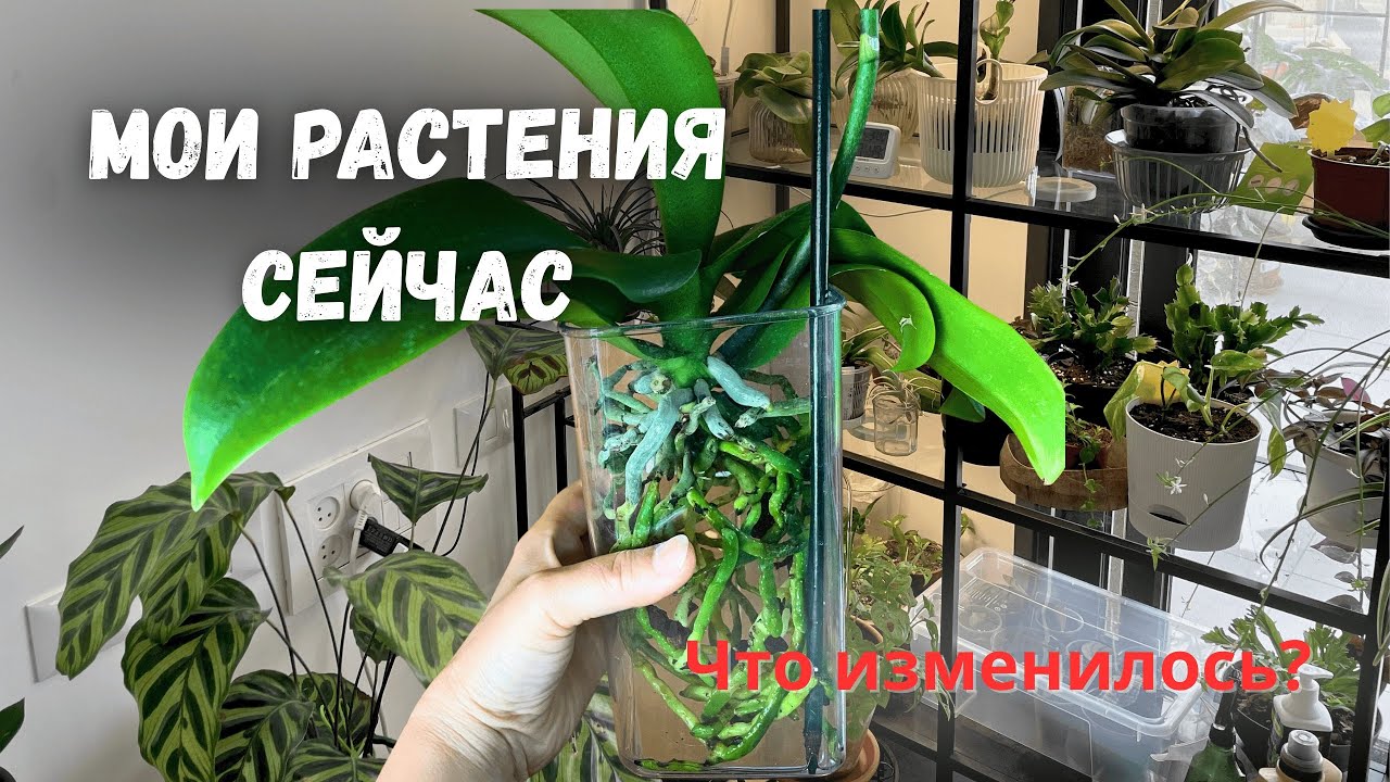 Тур по моей коллекции растений дома