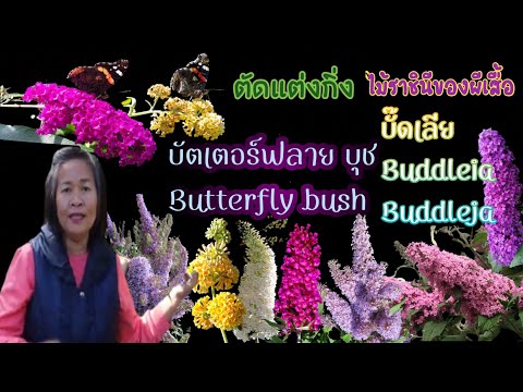 Video: Buddlea Xen Kẽ Lá