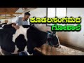 Goshala of koodalasangam sanctuary for cows and calves  best goshala at kudalasangama  kannada vlogs