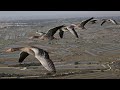 The Secret Routes of Migratory birds | Documentary