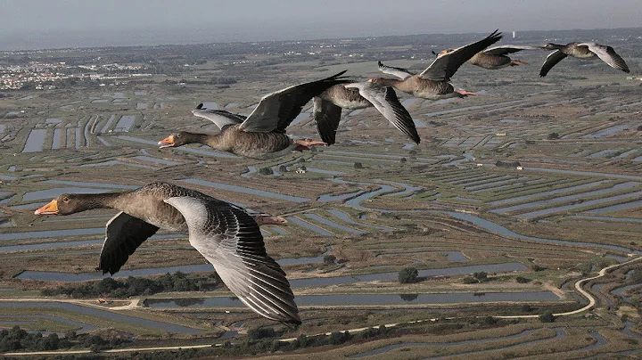 The Secret Routes of Migratory birds | Documentary - DayDayNews