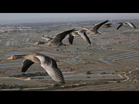 Video: Påkrævede dokumenter til internationale rejser med mindreårige