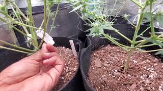 We keep a continuous flow of grows in a row with our Autoflowers @grogariousgames