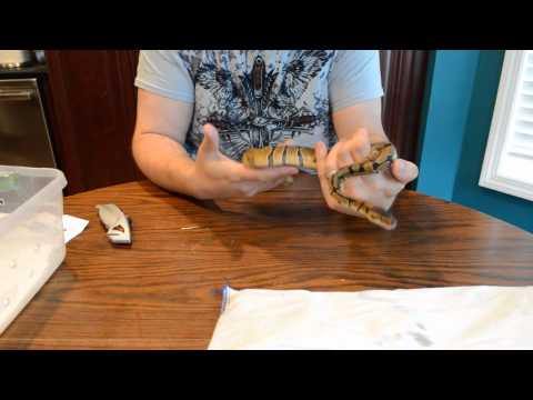 Enchi ball python unboxing