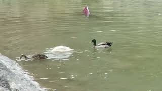 VID 20240407 142212 1
