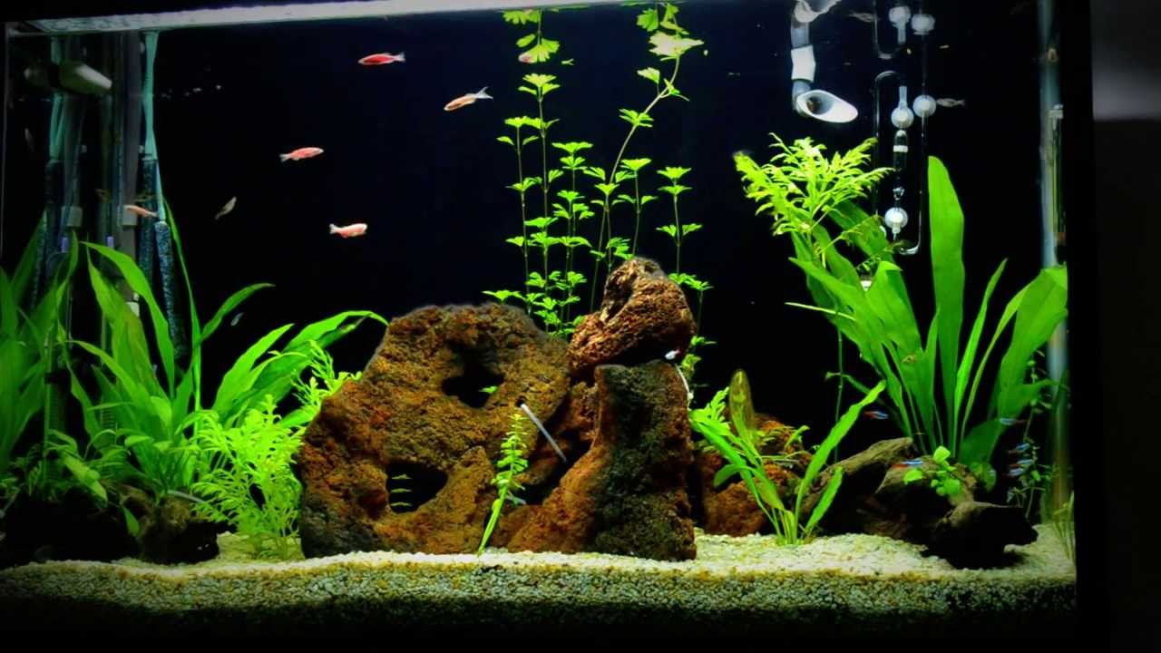 Acuario plantado 240 lts - YouTube