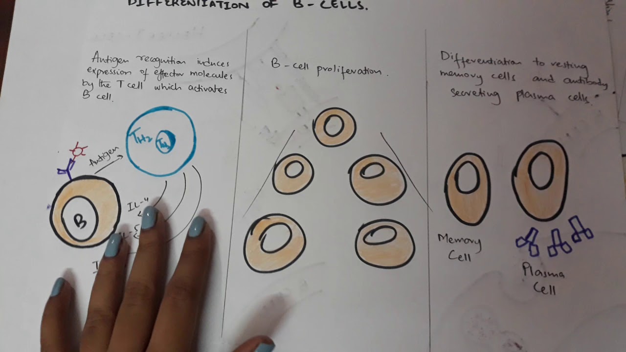 How To Study Immunology In Medical School. - Youtube
