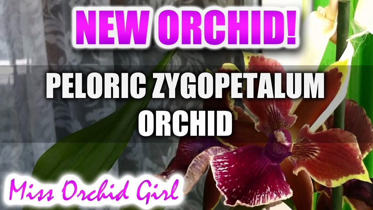Zygopetalum Orchid Peloric! 