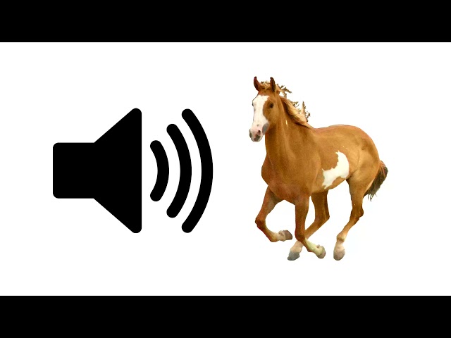 Horse - Sound Effect class=