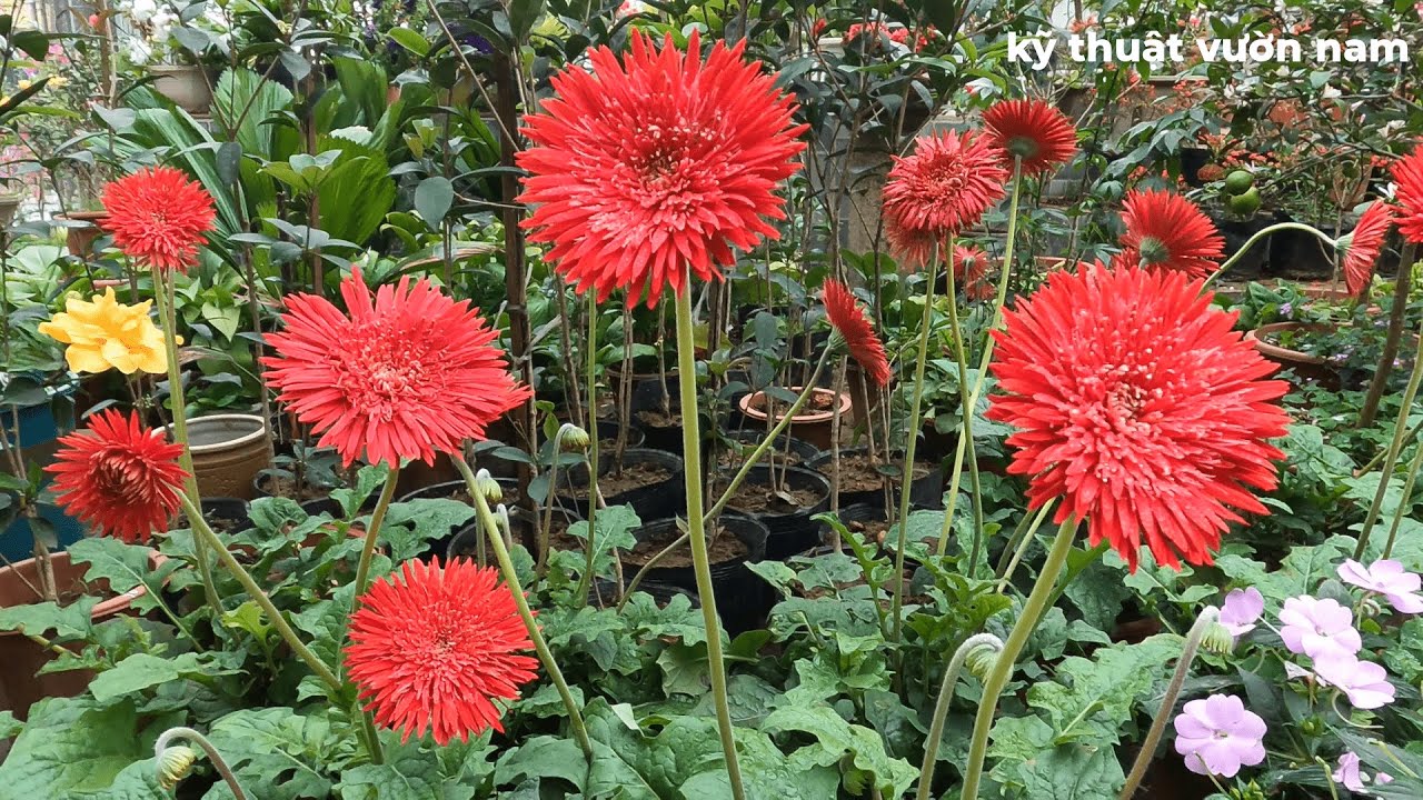 Giữ giống hoa đồng tiền||Chăm sóc hoa đồng tiền