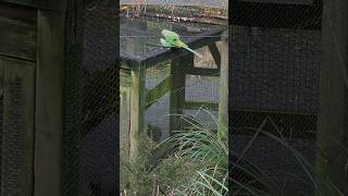 Alexandrine parakeet mating #parrot