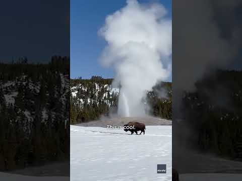 Old Faithful starts erupting, then THIS 'cool' moment happens #Shorts