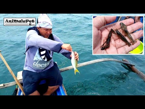 Awesome Bait Takla or Crawfish for Fishing
