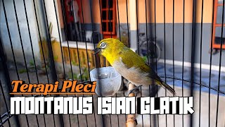 TERAPI PLECI MONTANUS ISIAN GLATIK WINGKO