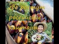 Съедобный каштан-почему его невозможно есть