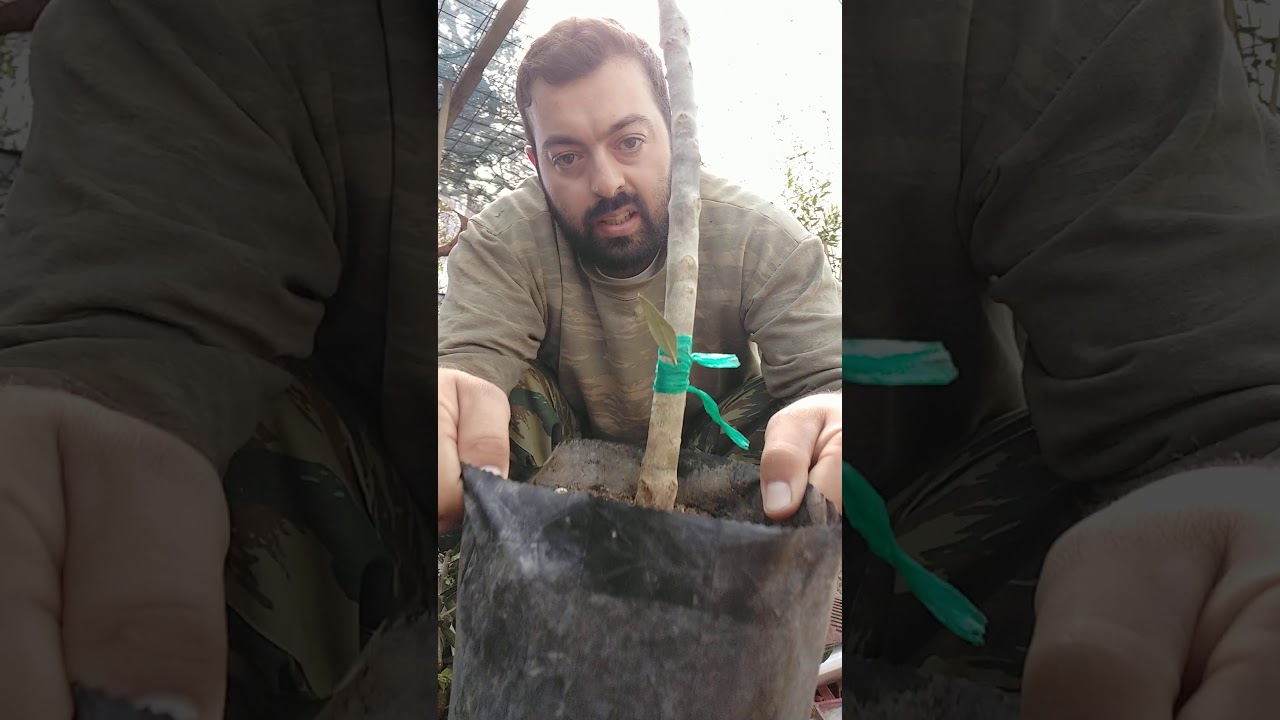 Κεντρωμα αγριλιας σε κορονεϊκια....