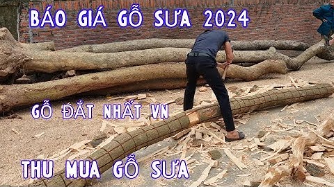 Báo Giá Gỗ Sưa Chi Tiết 2024 Gỗ Sưa Non Và Gỗ Sưa Già - Những Cây Sưa Non Bị Khai Thác Quá Sớm