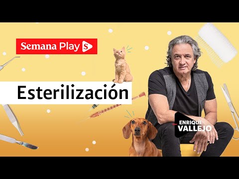 Esterilización de perros y gatos: los mitos y realidades | Enrique Vallejo