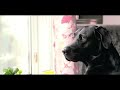 Looking for Space- Labradori Valss