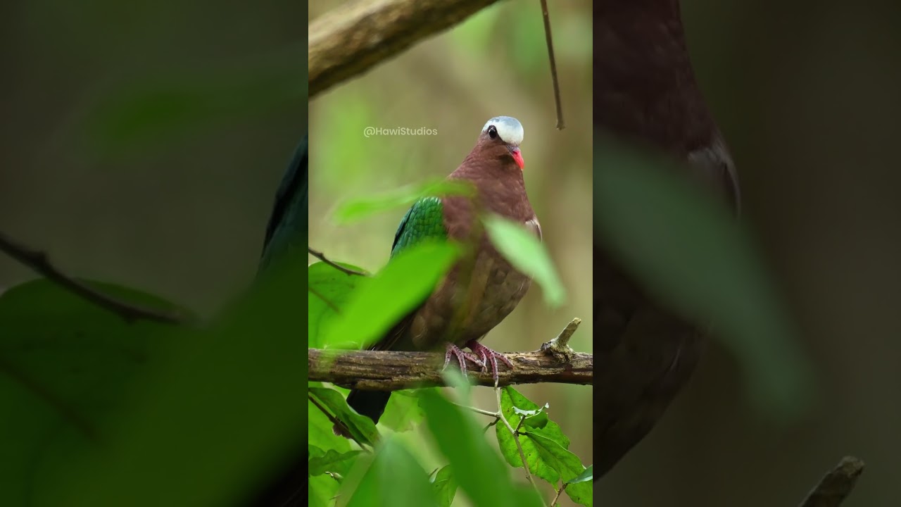 Emerald Dove Sitting in midst of a forest 