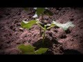 Timelapse  of real growing beans 