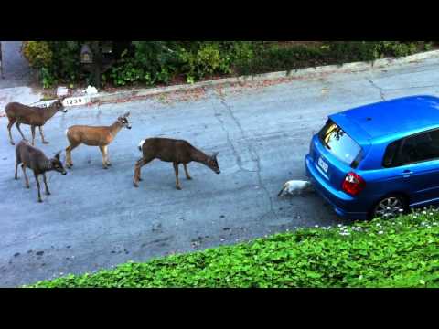 Cat vs. Deer (Without Music)