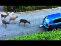 Cat vs. Deer (Without Music)