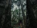 Triplet Falls - VIC Australia #mountains #hike #outback #ASMR #relax #denseforest #woods #woods