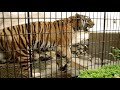 福岡市動植物園 アムールトラのメイちゃん の動画、YouTube動画。