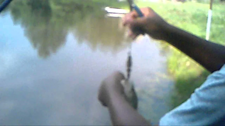Swimbait Crappie
