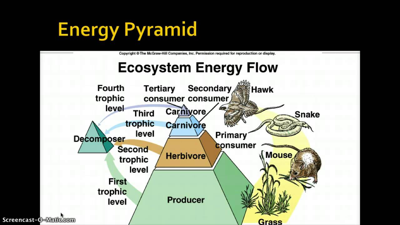 Energy Flow in an Ecosystem - YouTube